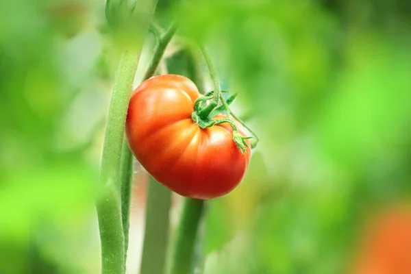 Tomates Vermelhos Maduros Ramo Jardim — Fotografia de Stock