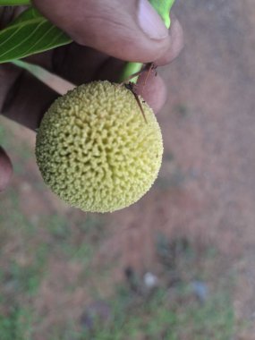 Kadamba: Ayurveda ve Hint mitolojisinde yüzyıllardır saygı duyulan Kadaba ağacının besleyici meyve ve kutsal yaprağını keşfedin