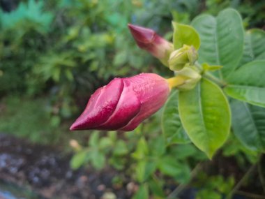 Güzel pembe bir gülün yakın çekimi.