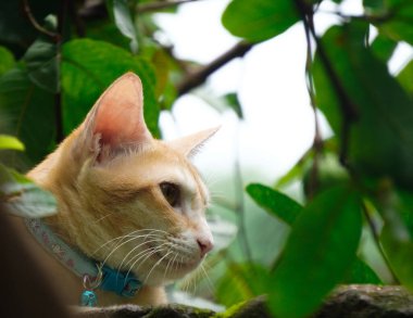 Yeşil gözlü güzel tekir kedi, doğal cazibesini sergiliyor, neşeli bir kişilik, yumuşak kürk ve büyüleyici bir bakış, mükemmel bir evcil hayvan.