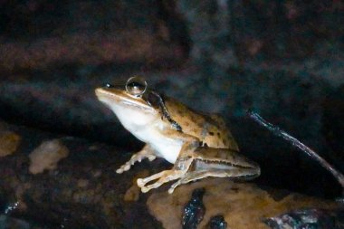 Nemli cilde sahip kahverengi kurbağa, doğada sıçrayan uyum sağlama yeteneği, dengeyi ve bataklık ve orman ortamlarında ekolojik önemi simgeliyor..