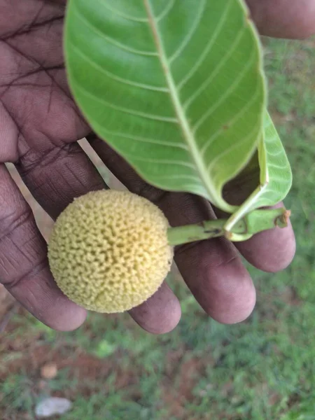 Kadamba: Ayurveda ve Hint mitolojisinde yüzyıllardır saygı duyulan Kadaba ağacının besleyici meyve ve kutsal yaprağını keşfedin