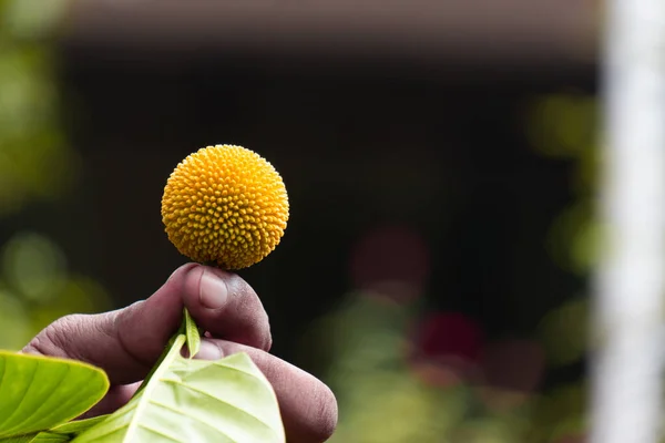 Kadamba: Ayurveda ve Hint mitolojisinde yüzyıllardır saygı duyulan Kadaba ağacının besleyici meyve ve kutsal yaprağını keşfedin