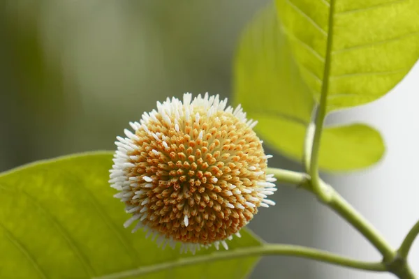 Kadamba: Ayurveda ve Hint mitolojisinde yüzyıllardır saygı duyulan Kadaba ağacının besleyici meyve ve kutsal yaprağını keşfedin