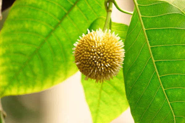 Kadamba: Ayurveda ve Hint mitolojisinde yüzyıllardır saygı duyulan Kadaba ağacının besleyici meyve ve kutsal yaprağını keşfedin