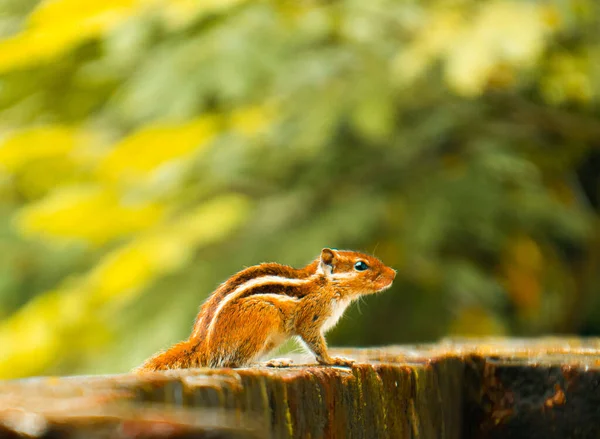 Sincaplar: Doğal ortamdaki bir sincabın yakın çekimi, dışavurumcu gözlerini, kabarık kuyruğunu ve küçük patilerini göstererek bir merak anını yakalıyor..