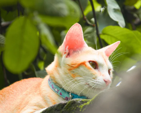 Yeşil gözlü güzel tekir kedi, doğal cazibesini sergiliyor, neşeli bir kişilik, yumuşak kürk ve büyüleyici bir bakış, mükemmel bir evcil hayvan.