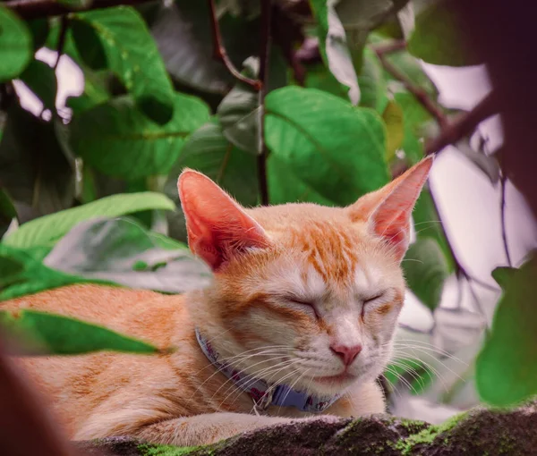 Yeşil gözlü güzel tekir kedi, doğal cazibesini sergiliyor, neşeli bir kişilik, yumuşak kürk ve büyüleyici bir bakış, mükemmel bir evcil hayvan.
