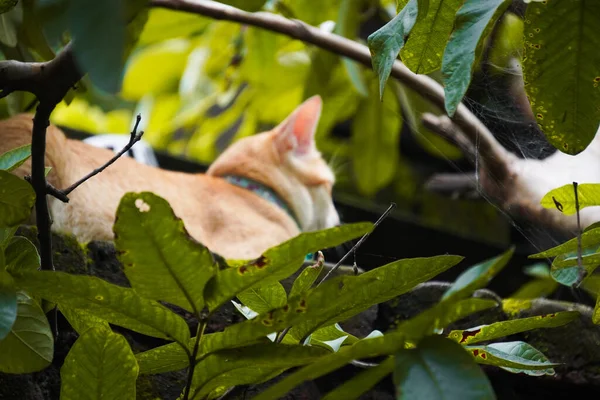 Yeşil gözlü güzel tekir kedi, doğal cazibesini sergiliyor, neşeli bir kişilik, yumuşak kürk ve büyüleyici bir bakış, mükemmel bir evcil hayvan.