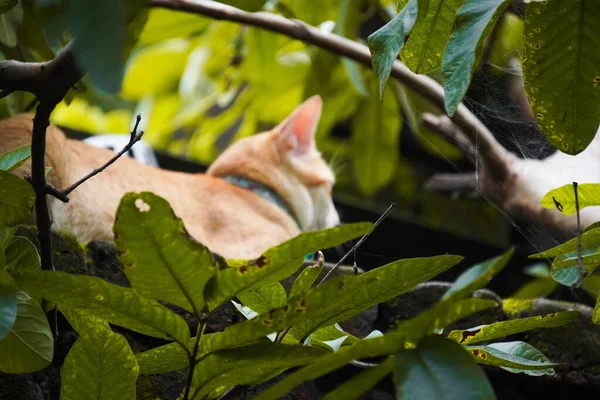 Yeşil gözlü güzel tekir kedi, doğal cazibesini sergiliyor, neşeli bir kişilik, yumuşak kürk ve büyüleyici bir bakış, mükemmel bir evcil hayvan.
