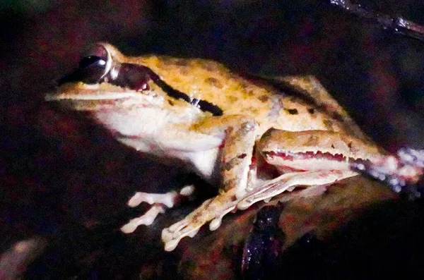 Nemli cilde sahip kahverengi kurbağa, doğada sıçrayan uyum sağlama yeteneği, dengeyi ve bataklık ve orman ortamlarında ekolojik önemi simgeliyor..