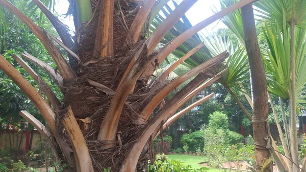 Uzun hurma ağaçları, pürüzsüz gövdeli, uzun yeşil yapraklı, zarif sallanan, tropik bir cazibe, bir gölge ve kıyı güzelliği sunan.