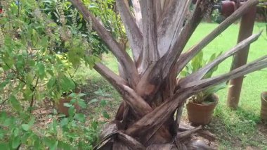 Uzun hurma ağaçları, pürüzsüz gövdeli, uzun yeşil yapraklı, zarif sallanan, tropik bir cazibe, bir gölge ve kıyı güzelliği sunan.