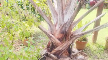 Uzun hurma ağaçları, pürüzsüz gövdeli, uzun yeşil yapraklı, zarif sallanan, tropik bir cazibe, bir gölge ve kıyı güzelliği sunan.