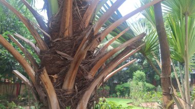 Uzun hurma ağaçları, pürüzsüz gövdeli, uzun yeşil yapraklı, zarif sallanan, tropik bir cazibe, bir gölge ve kıyı güzelliği sunan.