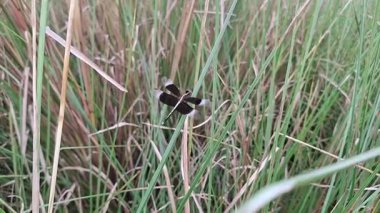 Çimlerin üzerinde kelebek