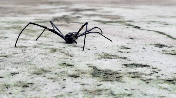 Uzun bacaklı narin Örümcek Baba, uzun, ince bacaklı ve küçük vücutlu, genellikle evlerde bulunur, böcek ve böceklerle beslenir..