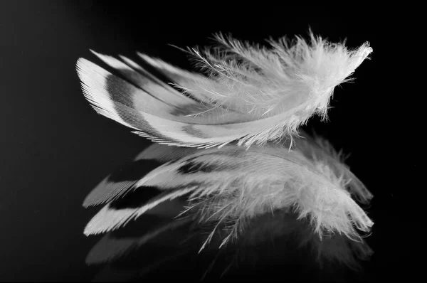 Parrot feather, macro photo