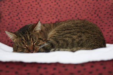 Sandalyede uyuyan kedi