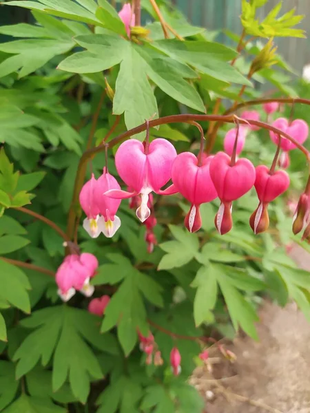 粉红红心植物、双子叶花 — 图库照片