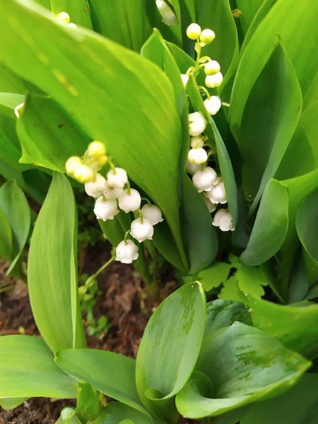 Virágzó liliom a völgyben. Liliom a völgyből. Convallaria majalis.Tavaszi háttér. Virág a liliom a völgy kék alapon — Stock Fotó