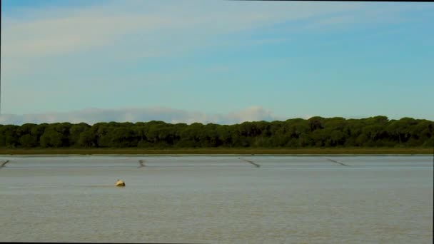 Landschaft Des Doana Nationalparks Der Den Guadalquivir Fluss Mit Dem — Stockvideo