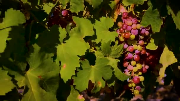 Large Clusters Black Grapes Vine Swaying Strong Wind Sunny Day — Stock Video