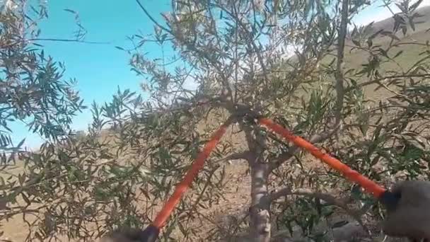 Slow Motion Farmer Pruning Olive Tree First Person View Man — Stock Video