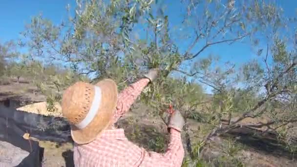 Boer Snoeit Een Olijfboom Met Snoeischaar Strohoed Olijfgaard Werken Het — Stockvideo