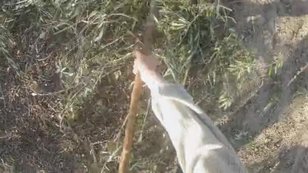 First Person View Farmer Using Rake Wheelbarrow Remove Branches Olive — Stock Video