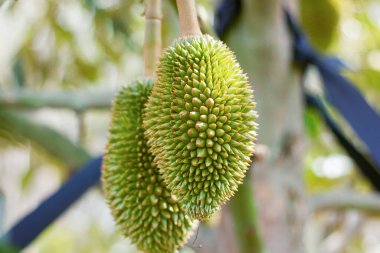 Tayland 'ın Ekonomik Ürünlerinden Genç Durian Fruit büyüyor