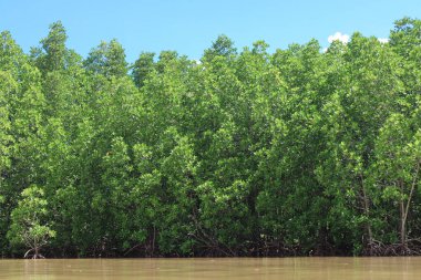Mangrove Ormanı 'ndaki yoğun ve gür Mangrove Ağaçları