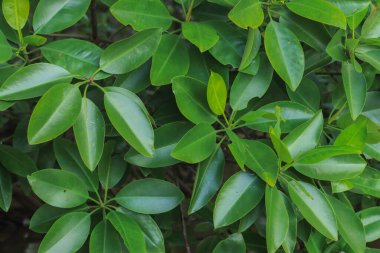 Mangrove Yaprakları 'nın Yoğunluğu Ağaçta