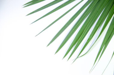 Nipa Palm Beyaz Arkaplanda Yapraklar