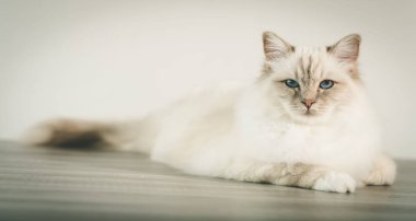 Burma güzel kutsal kedi mavi gözlü portresi