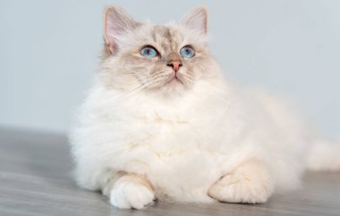 Burma güzel kutsal kedi mavi gözlü portresi