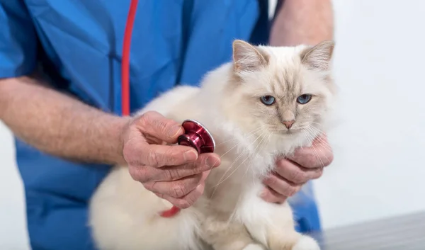 Veterinární Lékař Zkoumání Bílá Posvátná Kočka Barmy Stetoskop — Stock fotografie