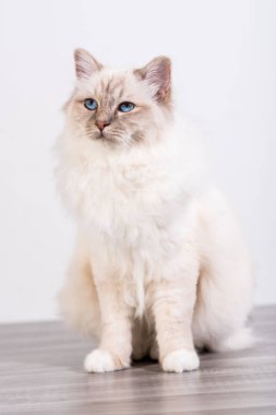 Burma güzel kutsal kedi mavi gözlü portresi