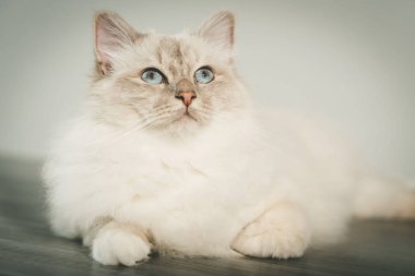 Burma güzel kutsal kedi mavi gözlü portresi