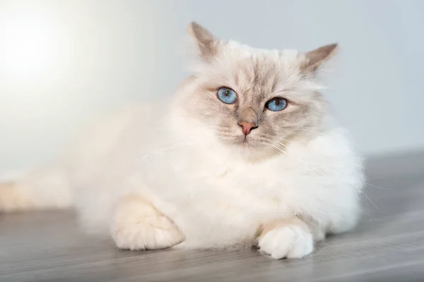 Retrato Hermoso Gato Sagrado Birmania Con Ojos Azules — Foto de Stock