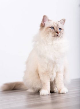 Burma güzel kutsal kedi mavi gözlü portresi