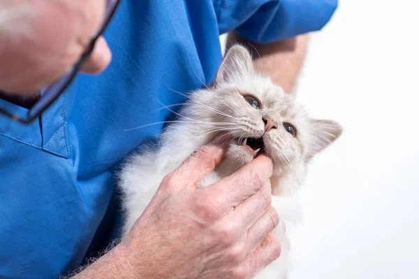 Veterinario Examinando Los Dientes Gato Blanco Sagrado Birmania —  Fotos de Stock