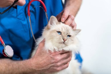 Beyaz bir kutsal kedi Burma inceleyerek veteriner