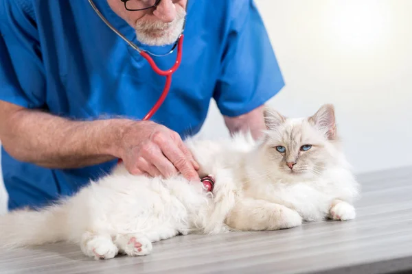 Veterinario Examinando Gato Sagrado Birmania Con Estetoscopio — Foto de Stock