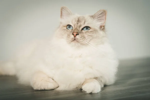 Retrato Hermoso Gato Sagrado Birmania Con Ojos Azules — Foto de Stock