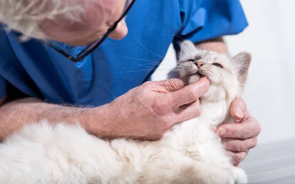 Veterinární Lékař Zkoumá Zuby Bílé Posvátné Kočky Barmy — Stock fotografie