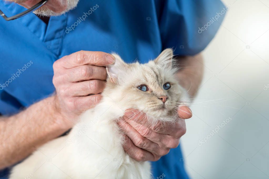 Veterinarian examining the ear of a white sacred cat of burma