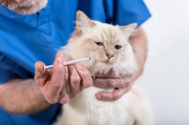 Güzel beyaz bir kutsal kedi Burma için ilaç vererek veteriner