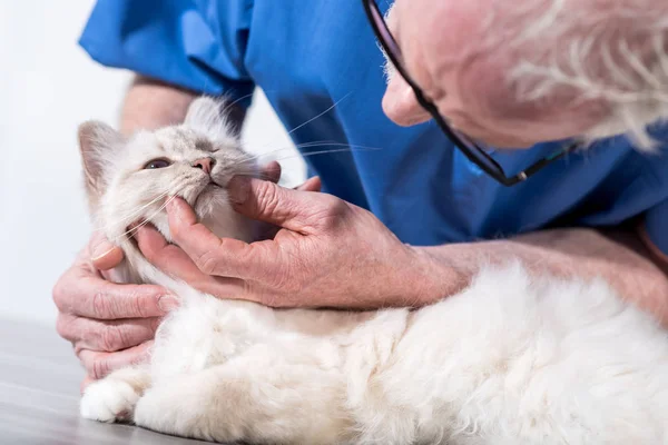 ビルマの聖なる猫白の歯を検査獣医師 — ストック写真