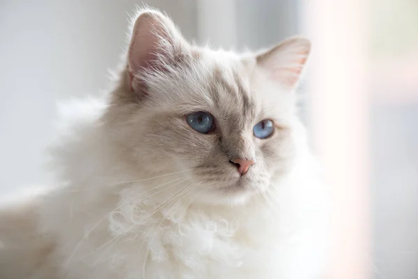 Retrato Hermoso Gato Sagrado Birmania Con Ojos Azules — Foto de Stock